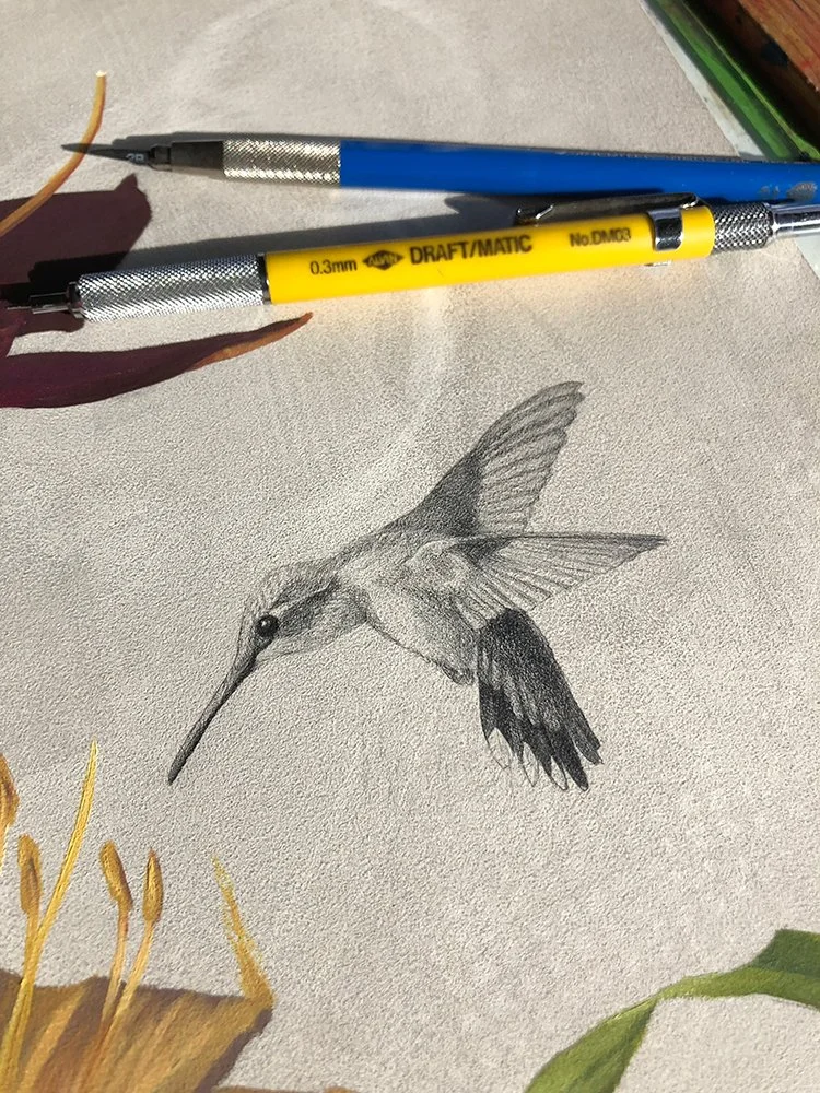A completed graphite drawing of a hummingbird in flight approaching a day lily flower in a painting.