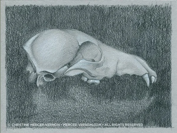 skull: coyote / 4.7 x 5.9 inch graphite on card stock / 🔴 SOLD