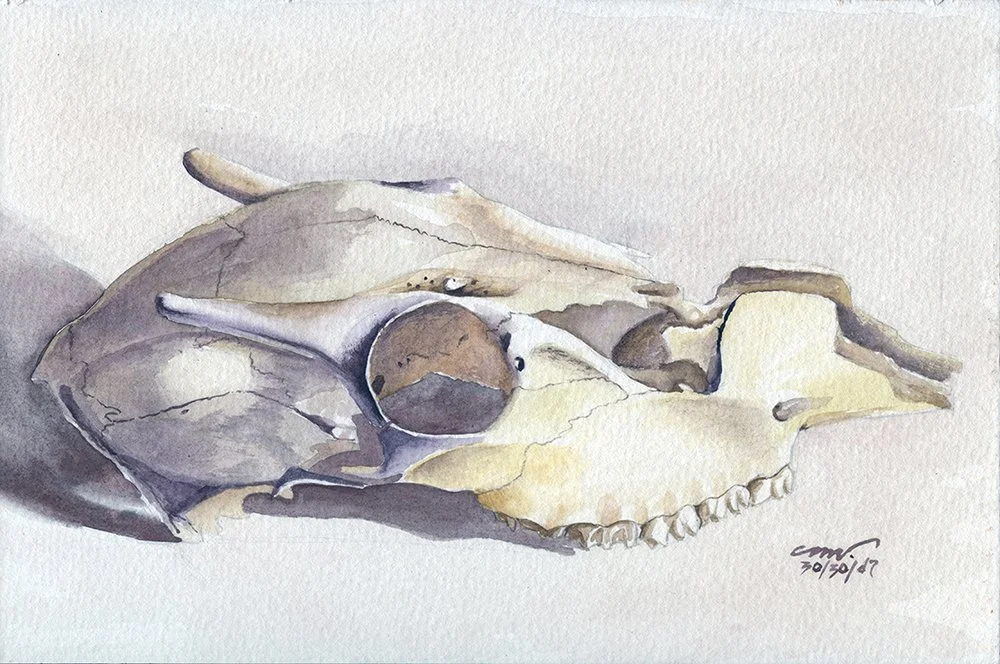 button buck skull watercolor painting