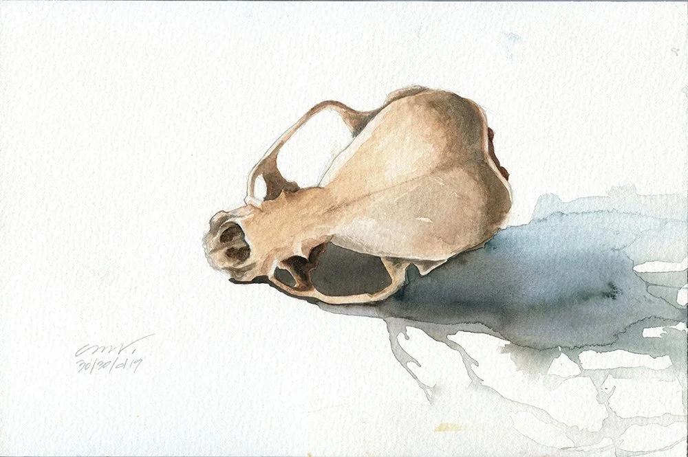 otter skull watercolor art