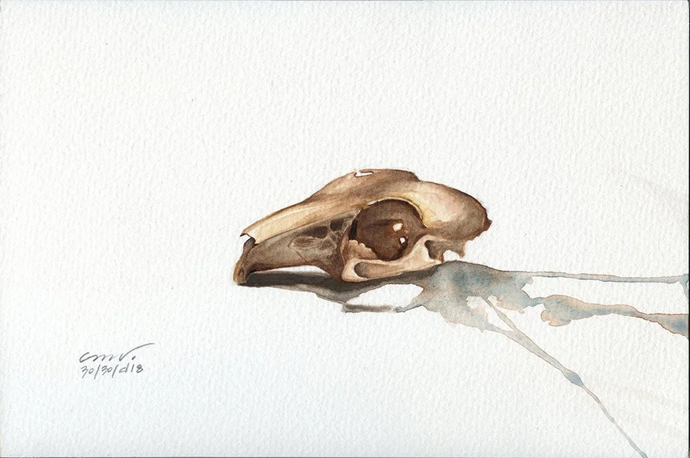 rabbit skull watercolor artwork