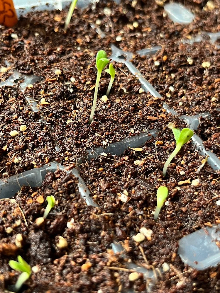 Scabiosa seedlings growing indoors for paintings by Christine Mercer-Vernon