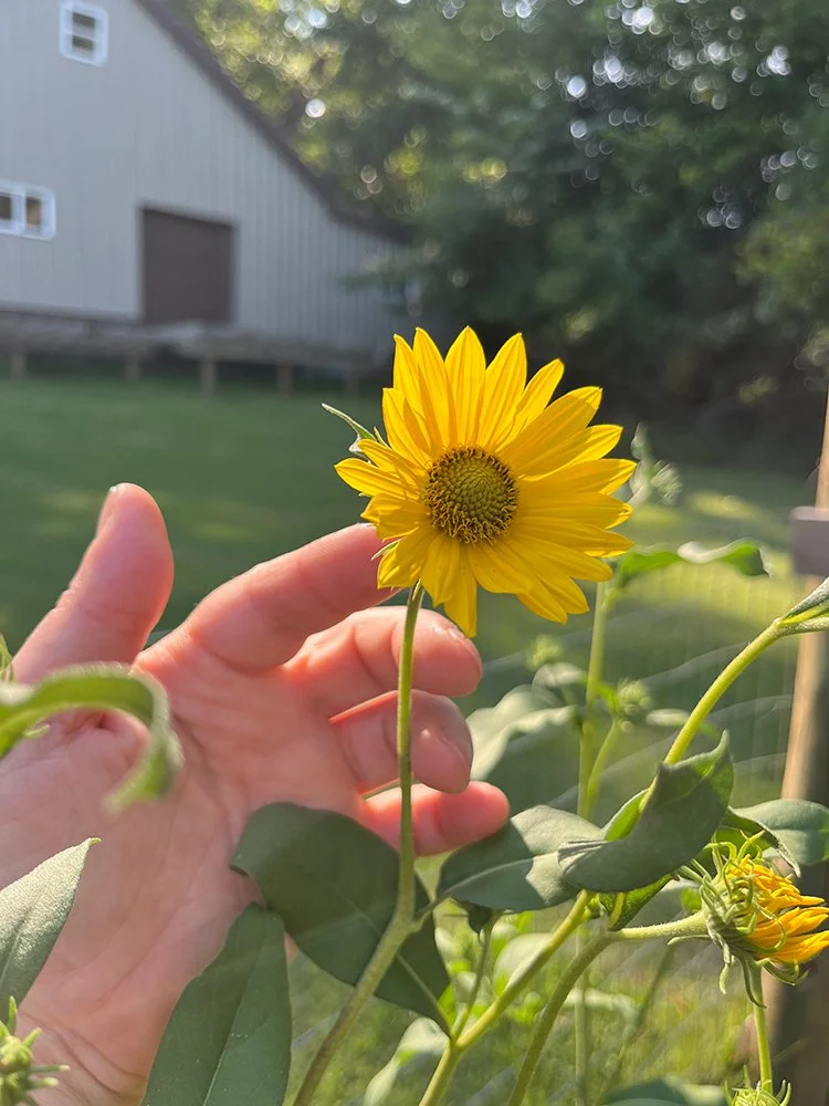 Selecting a flower from the garden for painting