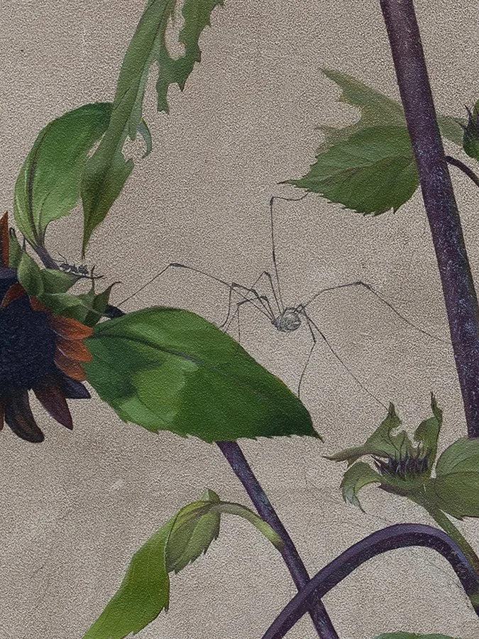 a daddy long legs hunts a nearby black ant