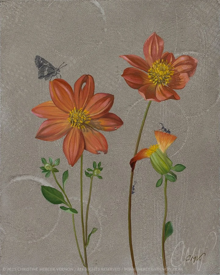 floral oil painting of two pumpkin orange mignon dahlias fully blooming, and one seed pod forming. Two ants and a fiery skipper butterfly are drawn in graphite.