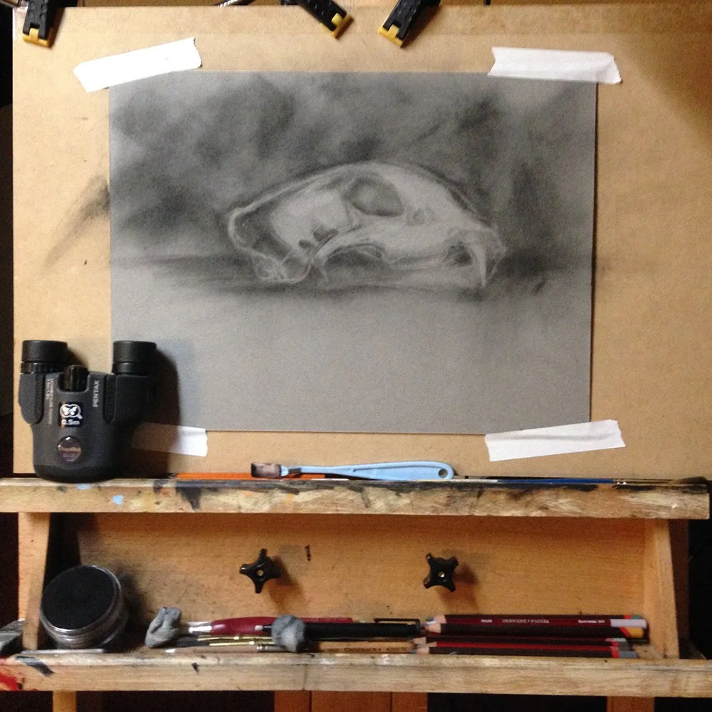 A pencil drawing of a leopard skull on gray paper, taped to a woodworking workbench.
