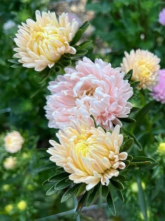 Pastel Chinese asters beginning to bloom in Christine Mercer-Vernon's garden.
