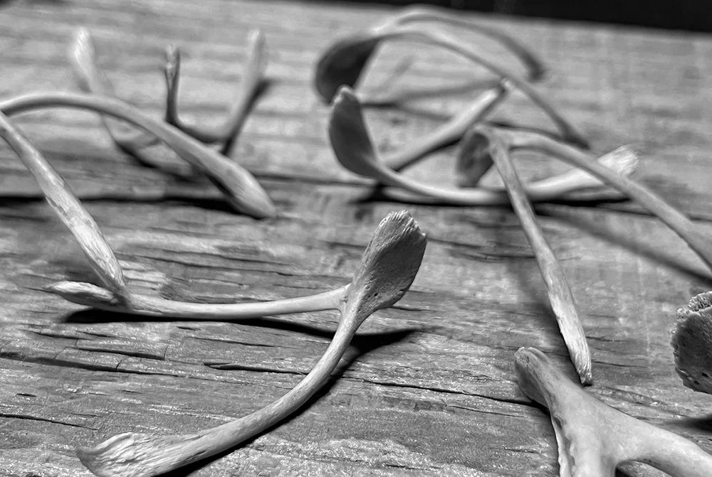 Close-up black and white photo of scattered wishbones on a wooden surface.