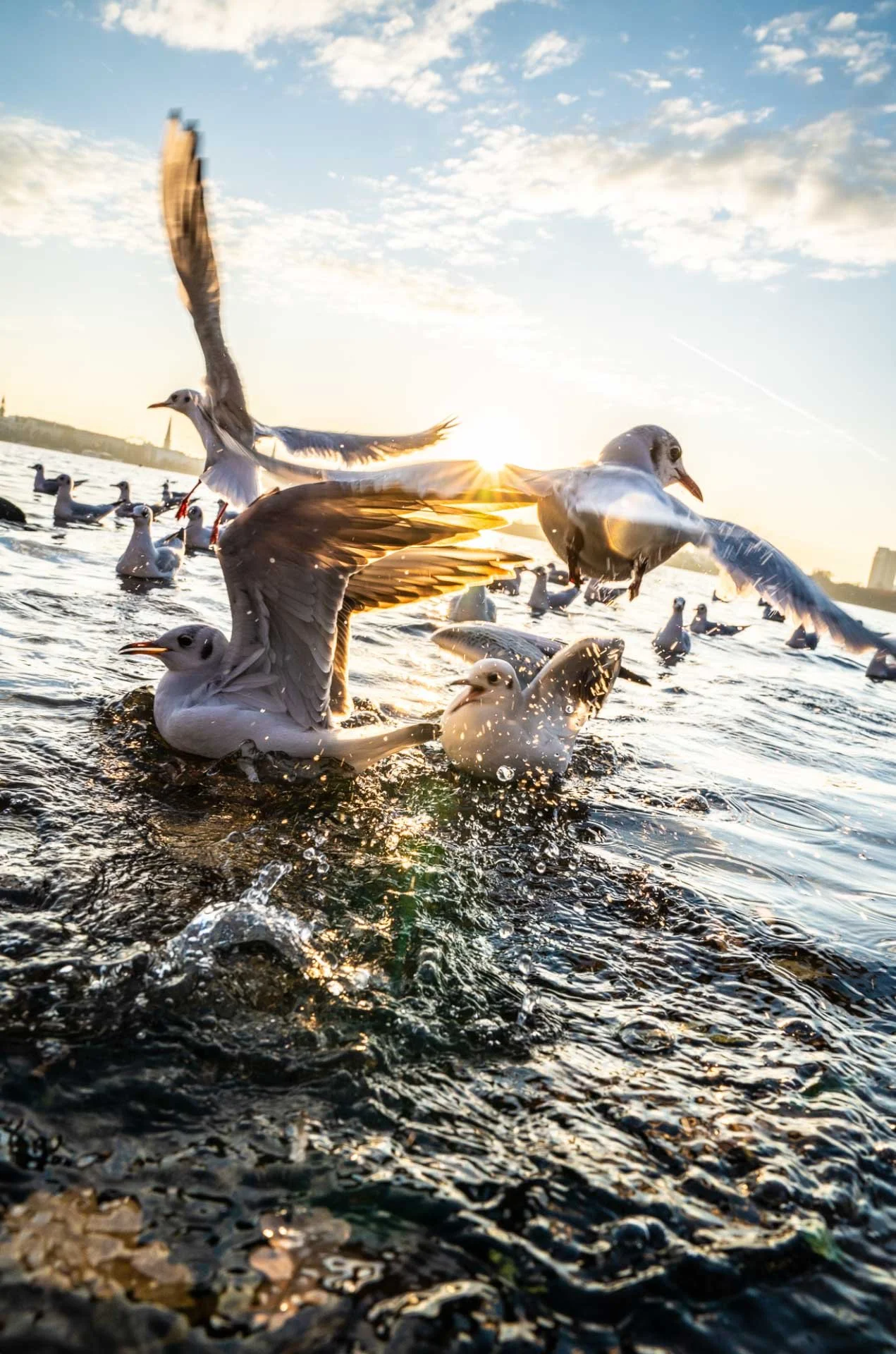 möwe-das-raussuchen+mehr hintergrund_aus anderem_Bild.JPG