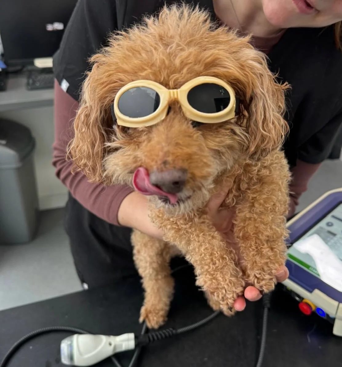 Guys we are sooo back this Thursday (the 29th of January)

We can&rsquo;t wait to see you 🍳 🥓 🍔 🍗 

@faxbridgevet Blake loves you eternally 💗