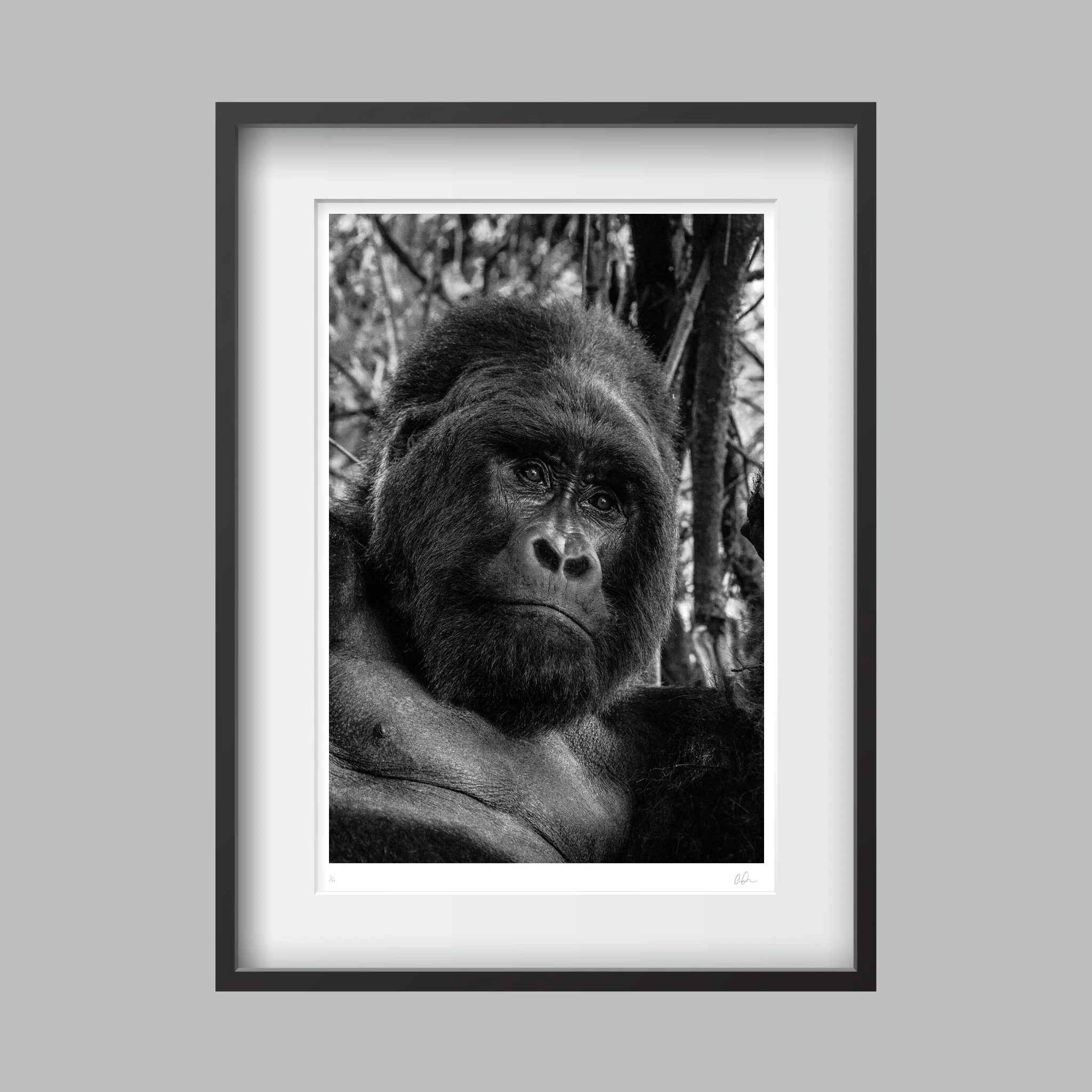 KONG_FRAMED.jpg
