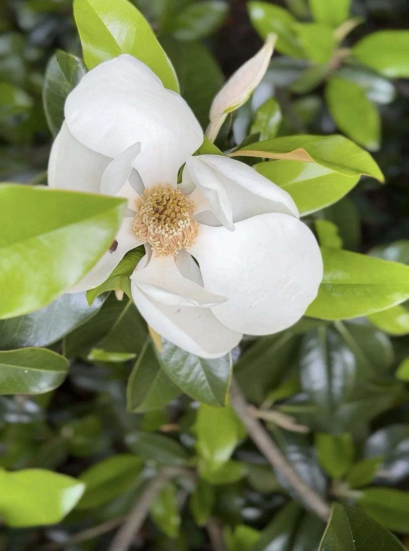 Magnolia+.jpg