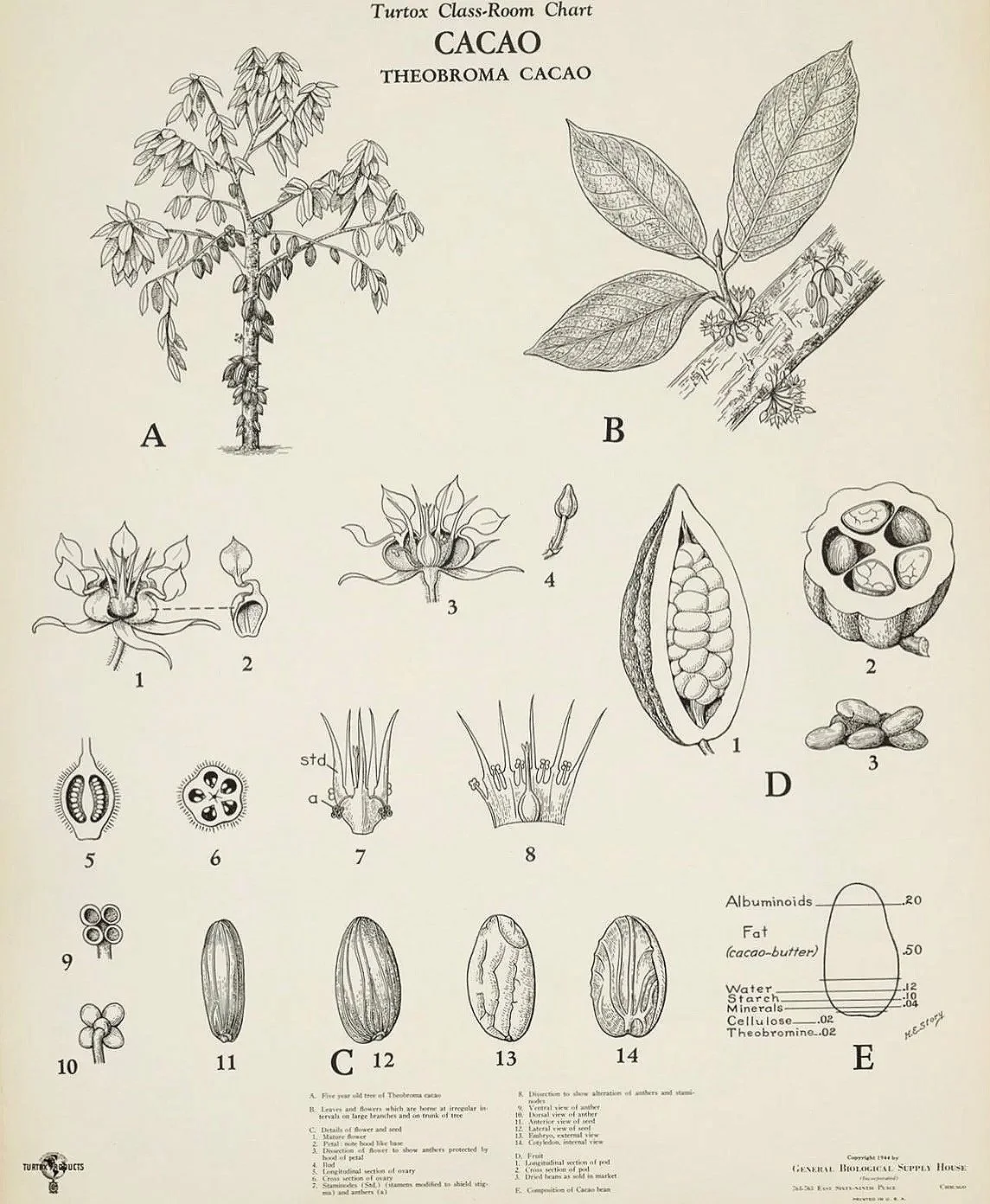 Biological Cacao Chart Poster
