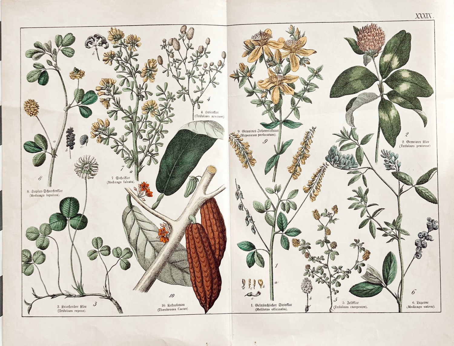 Original 19th Century Cacao Illustration — Projet Chocolat