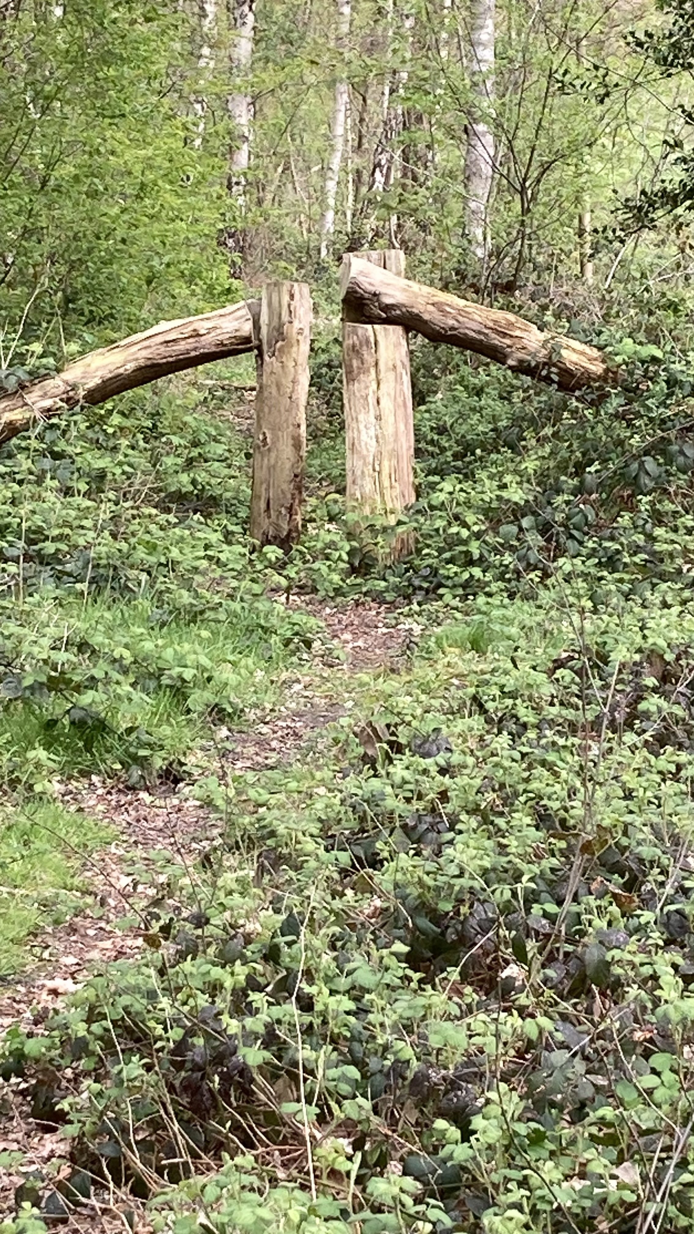 IMG_6606.jpeg