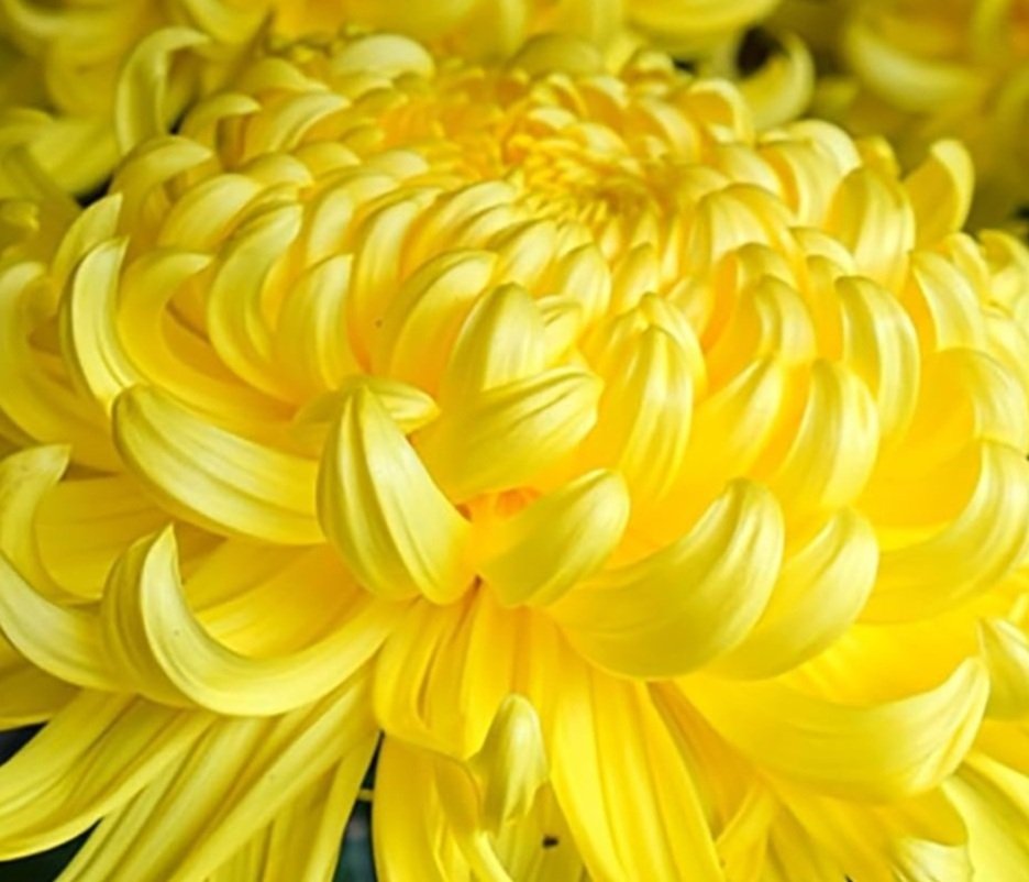 Grow Your Own Chrysanthemums!