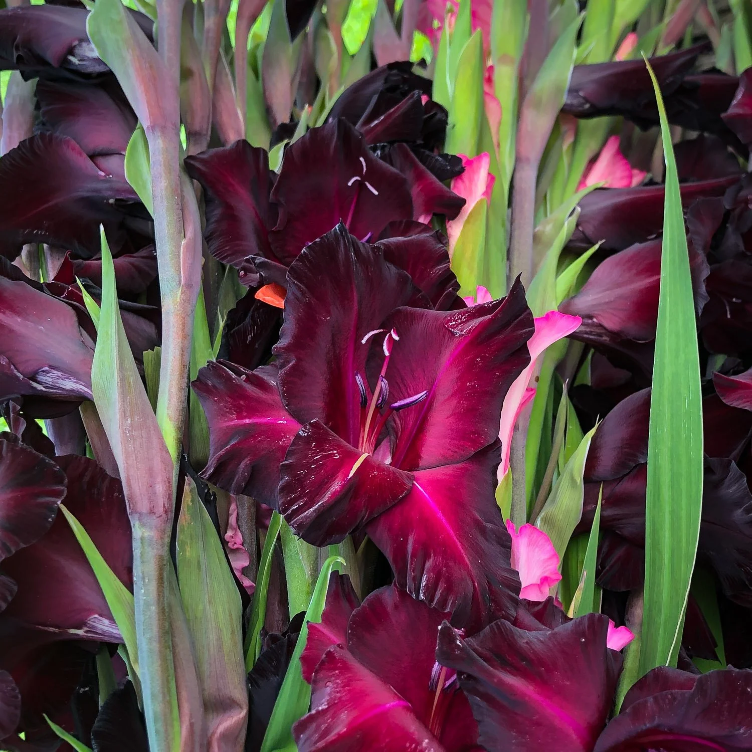 745 - Burgundy Gladiola