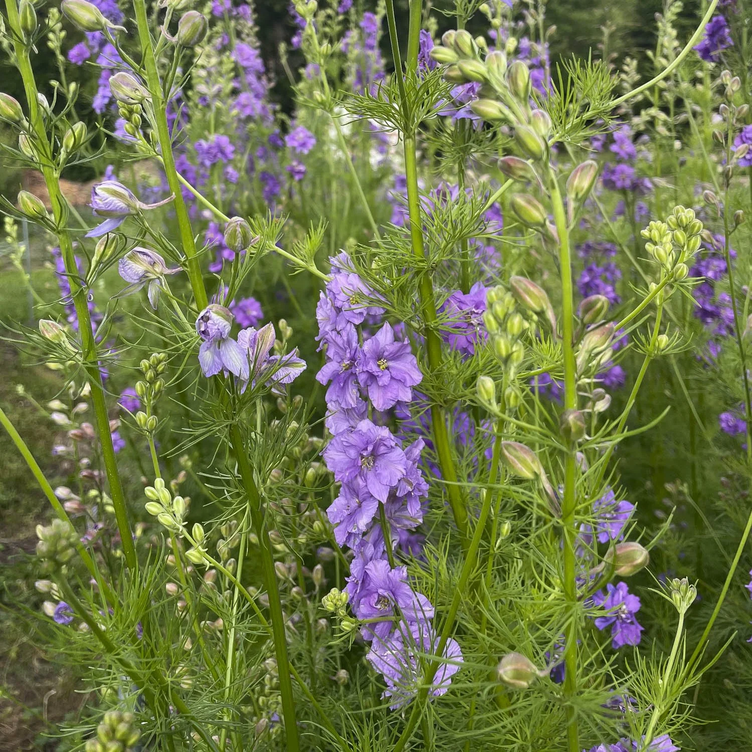 Sustainably Grown Flowers, Bloom WNC, Black Mountain NC-2.JPG