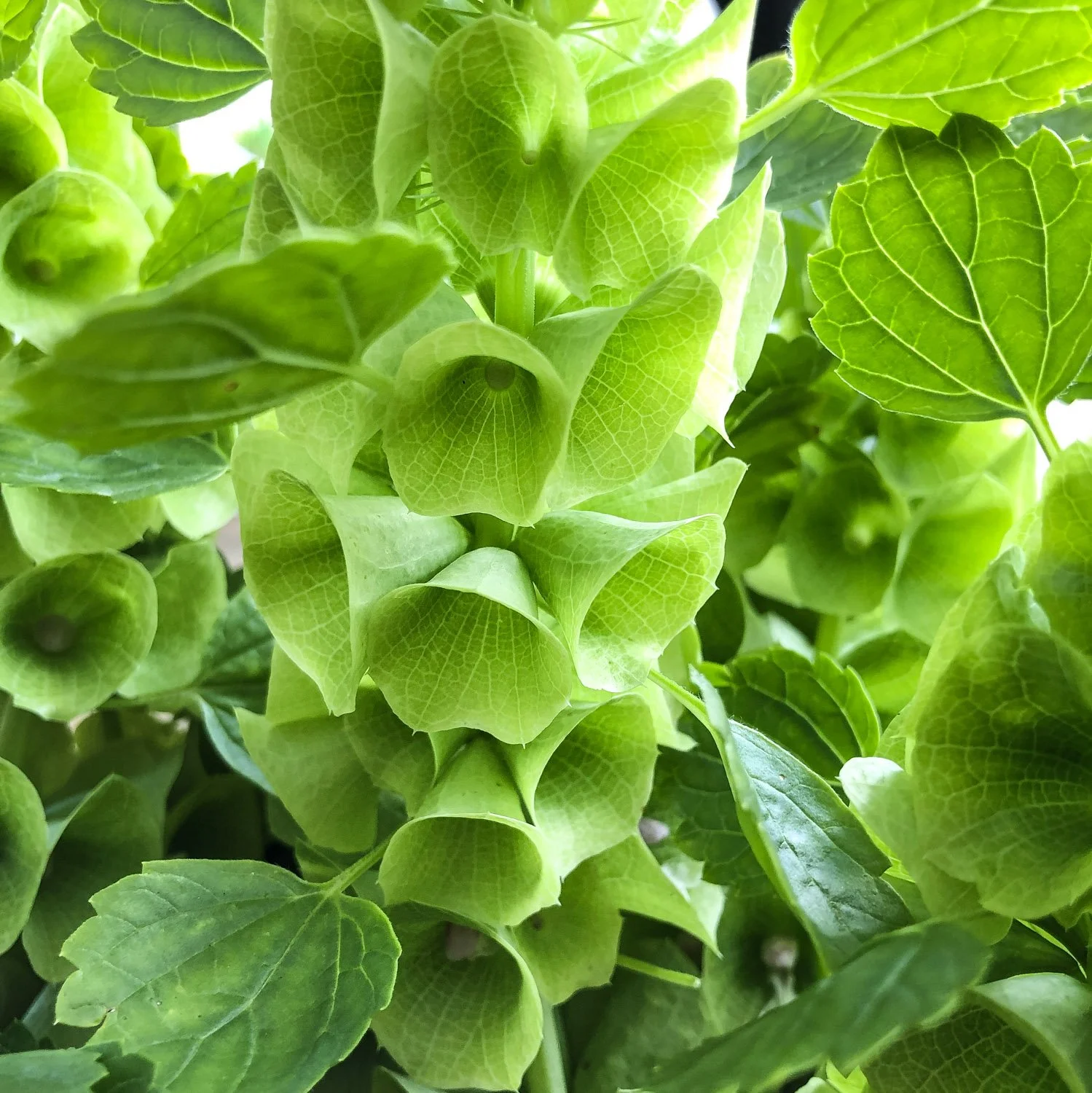901 - Bells of Ireland