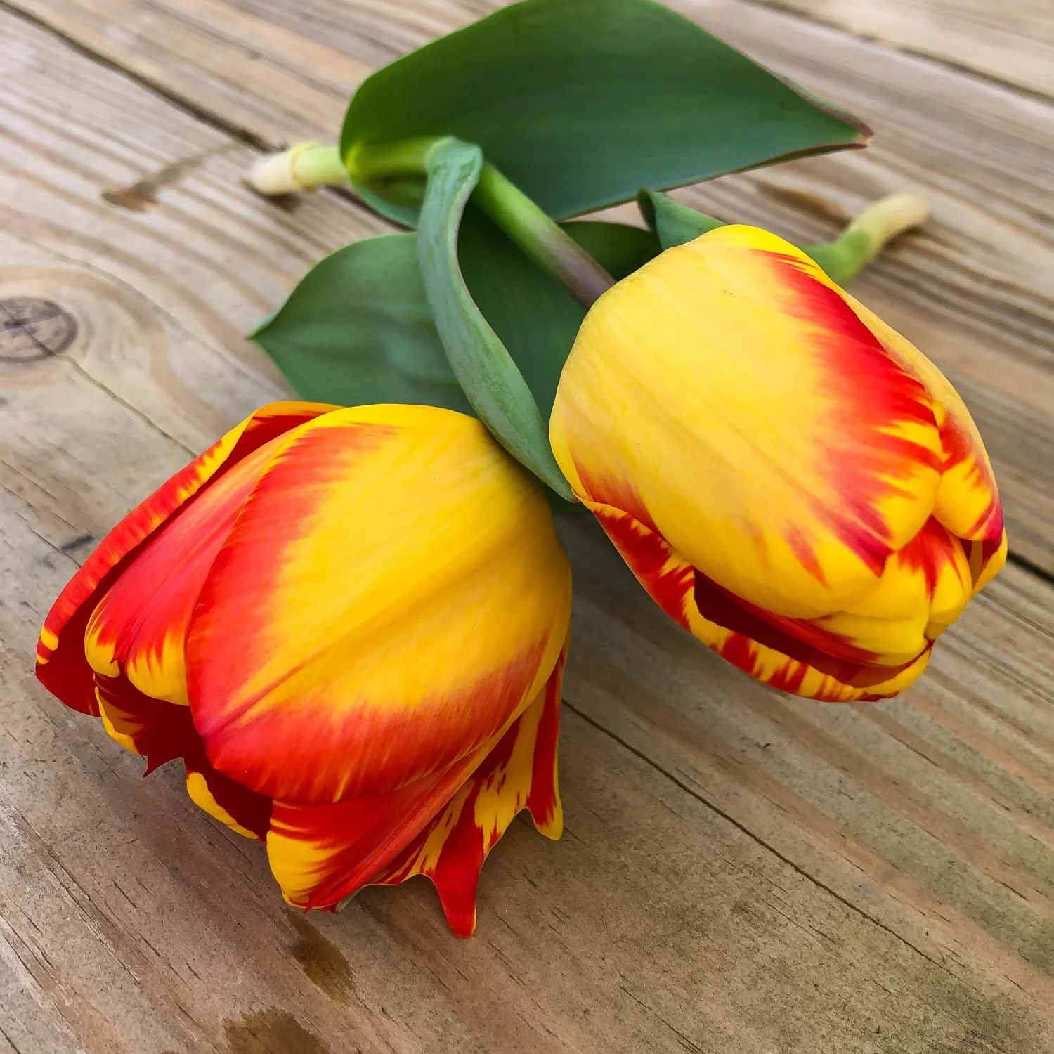 705 - Yellow/Orange Tipped Tulip