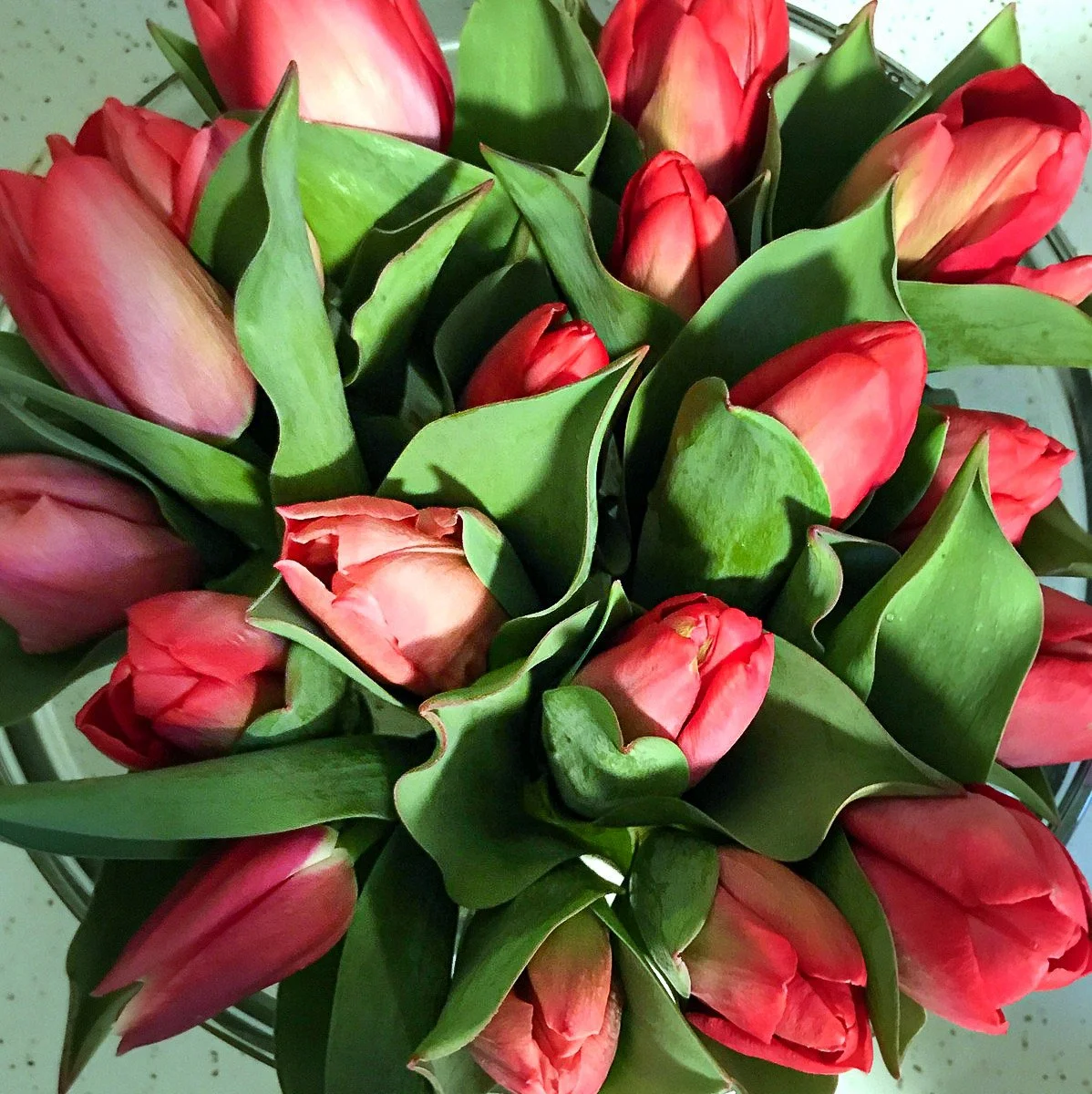 707 - Red Tulip