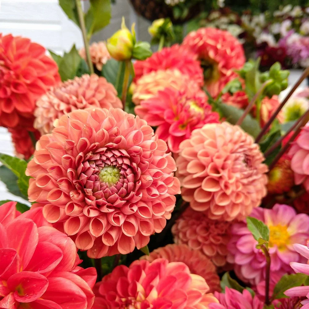 752 - Cornel Bronze Dahlia