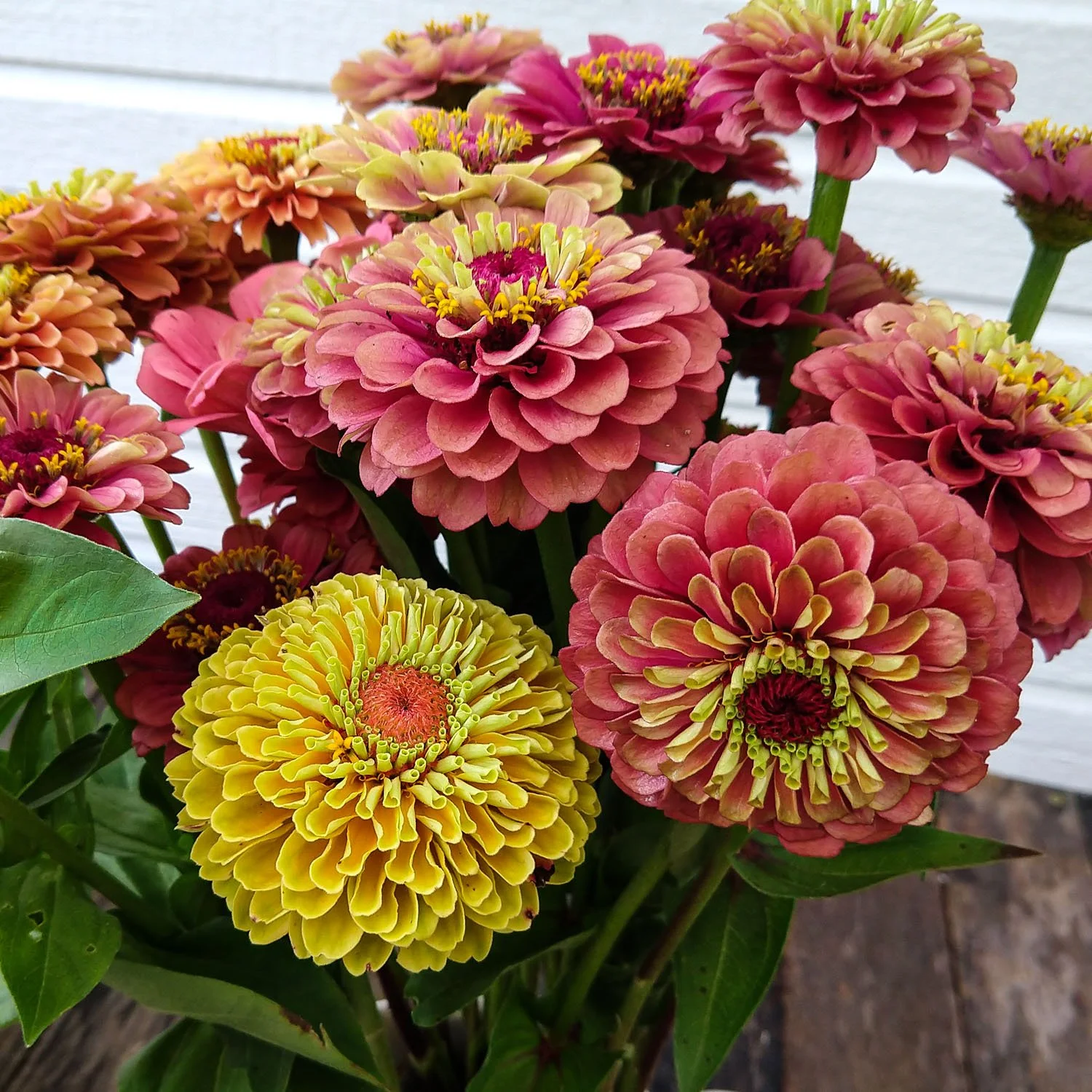 736 - Yellow/Pink Queen Lime Zinnias