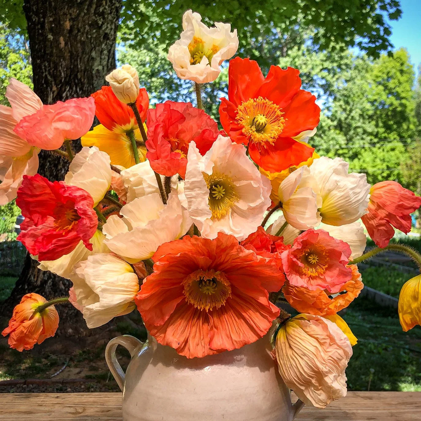 713 - Orange/Peach Icelandic Poppies