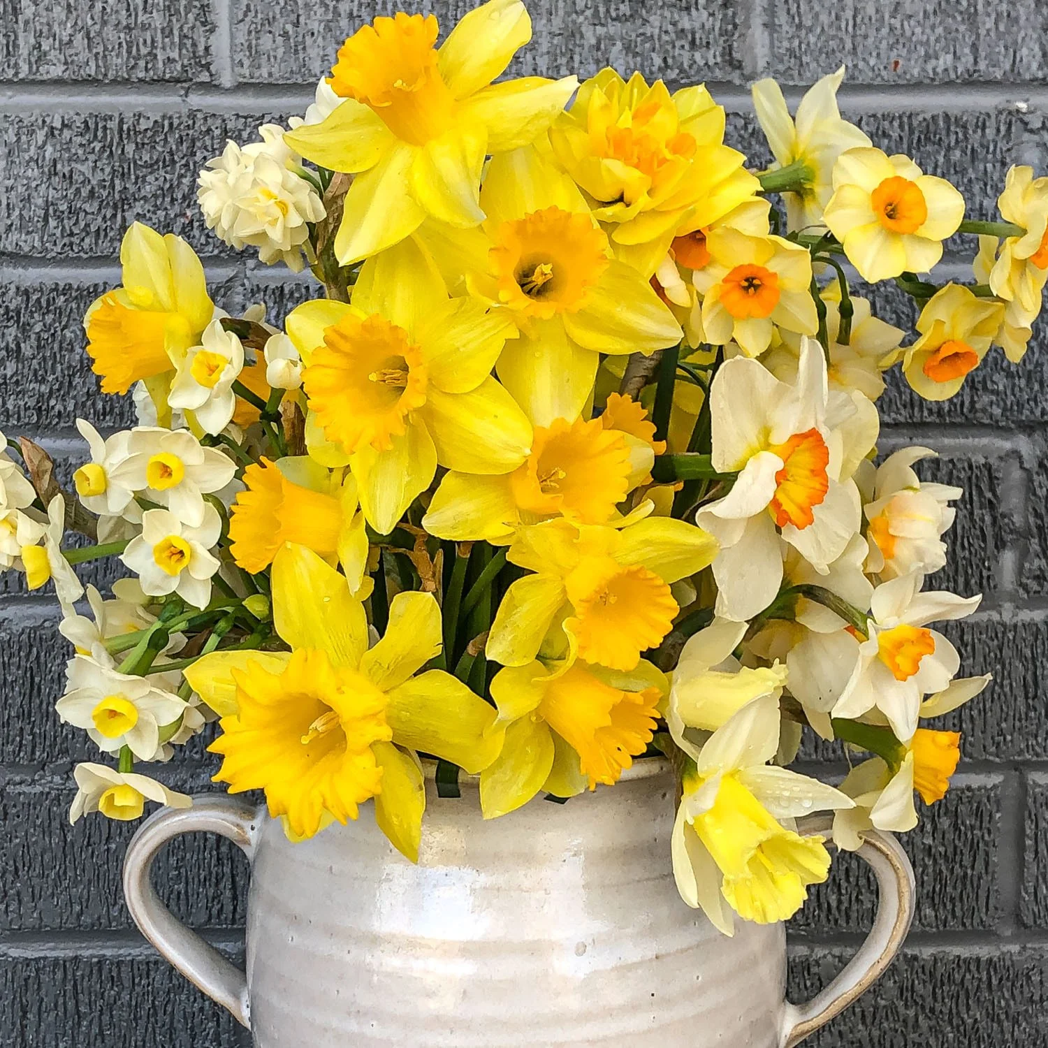702 - Assorted Narcissus