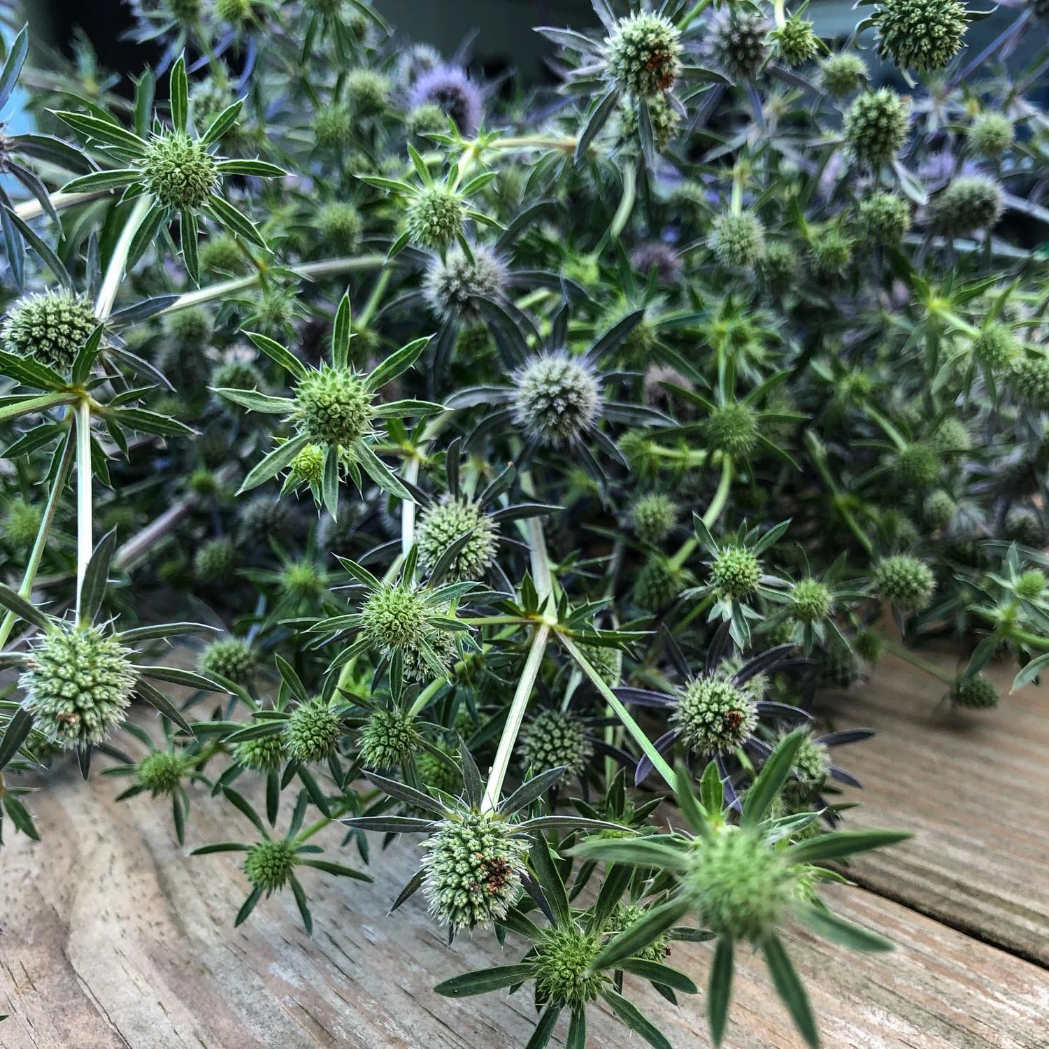 910 - Blue Glitter Thistle