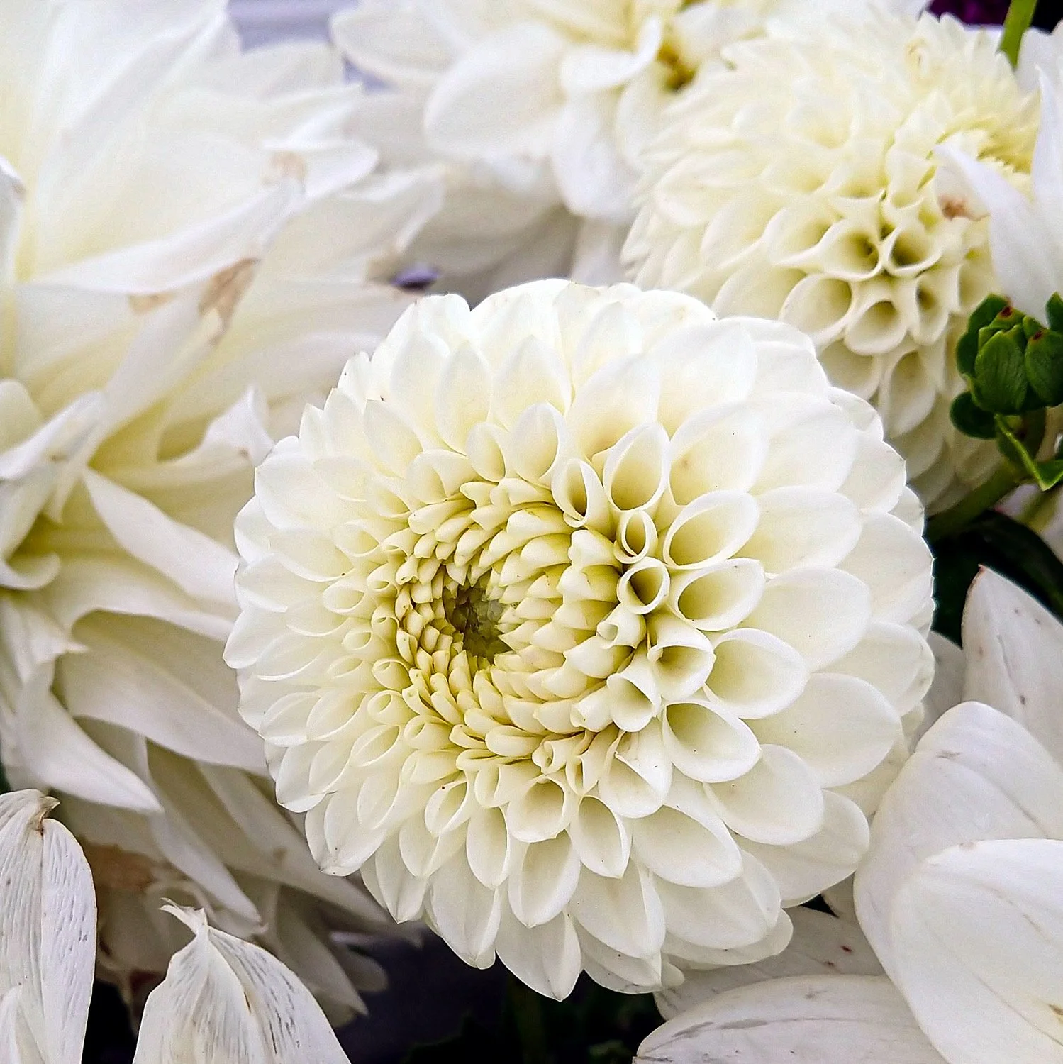 750 - White Dahlia