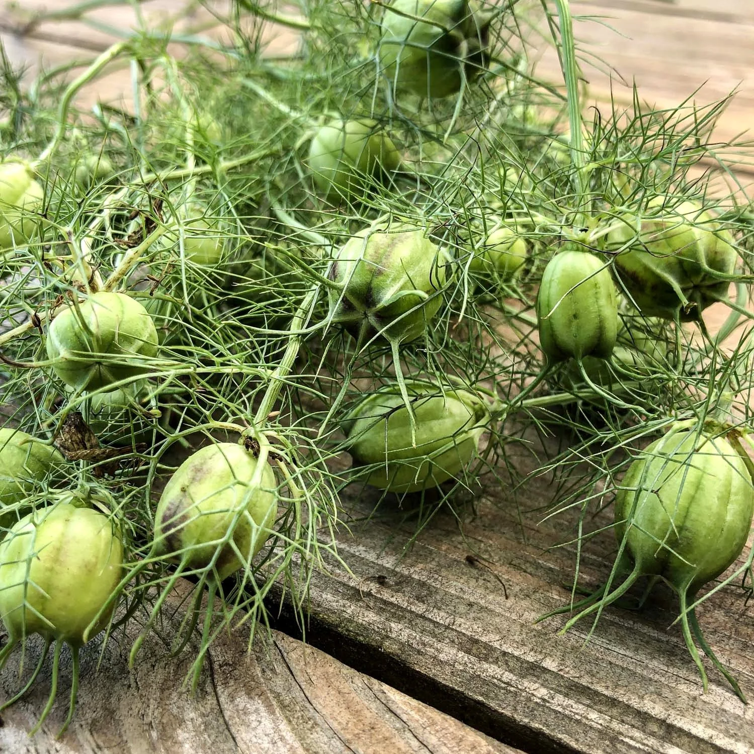 904 - Green Love in a Mist Pod