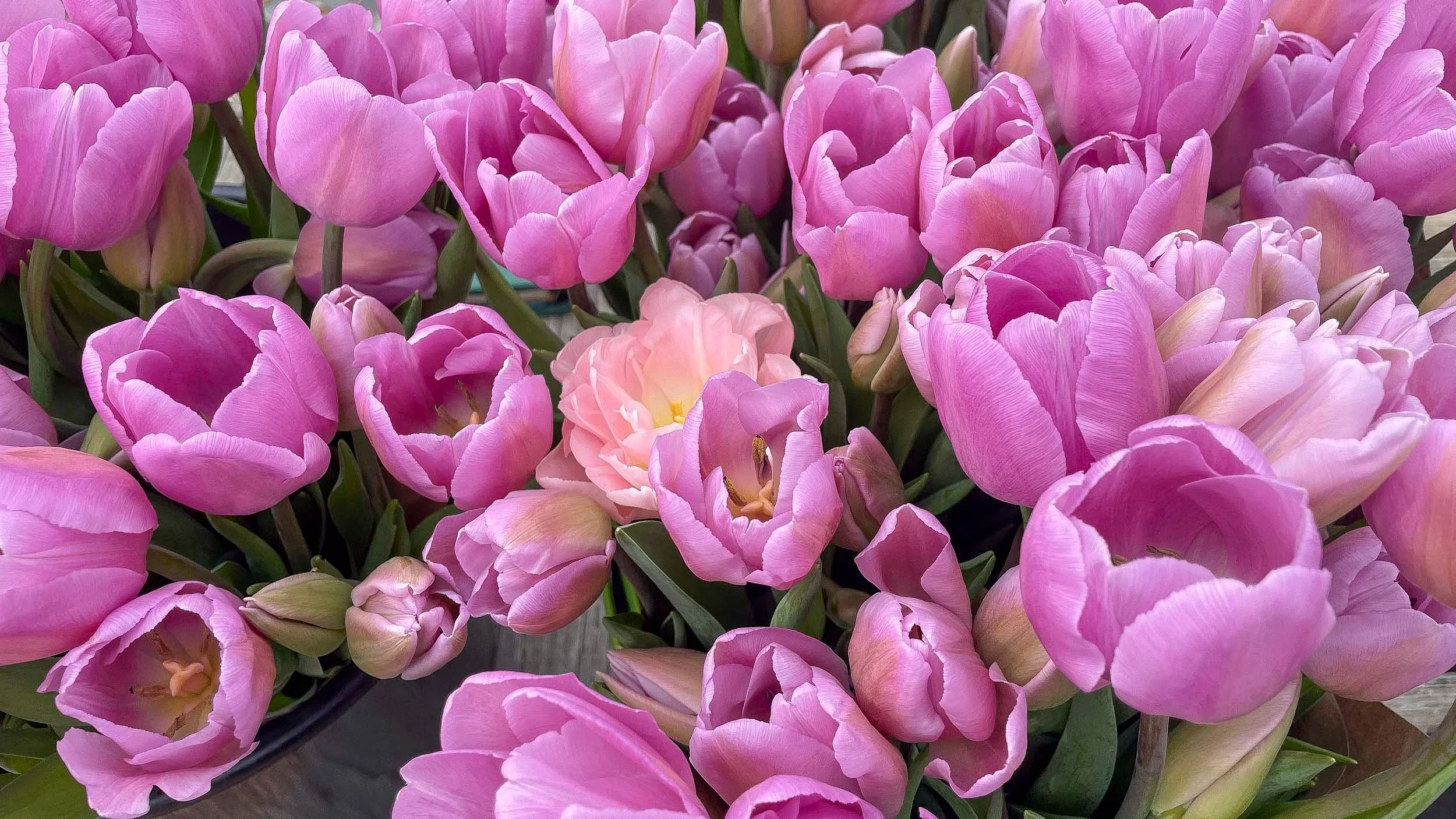 Fresh Cut Farm Tulips, Bloom WNC, Black Mountain NC-13.jpg