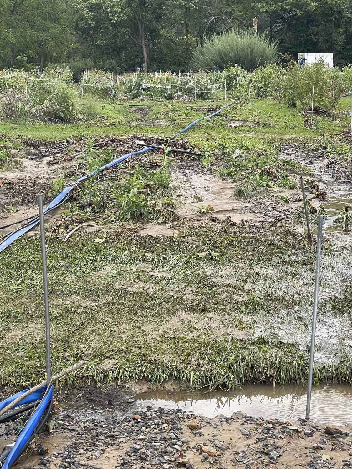 Helene Recovery on Bloom WNC Flower Farm-3.JPG