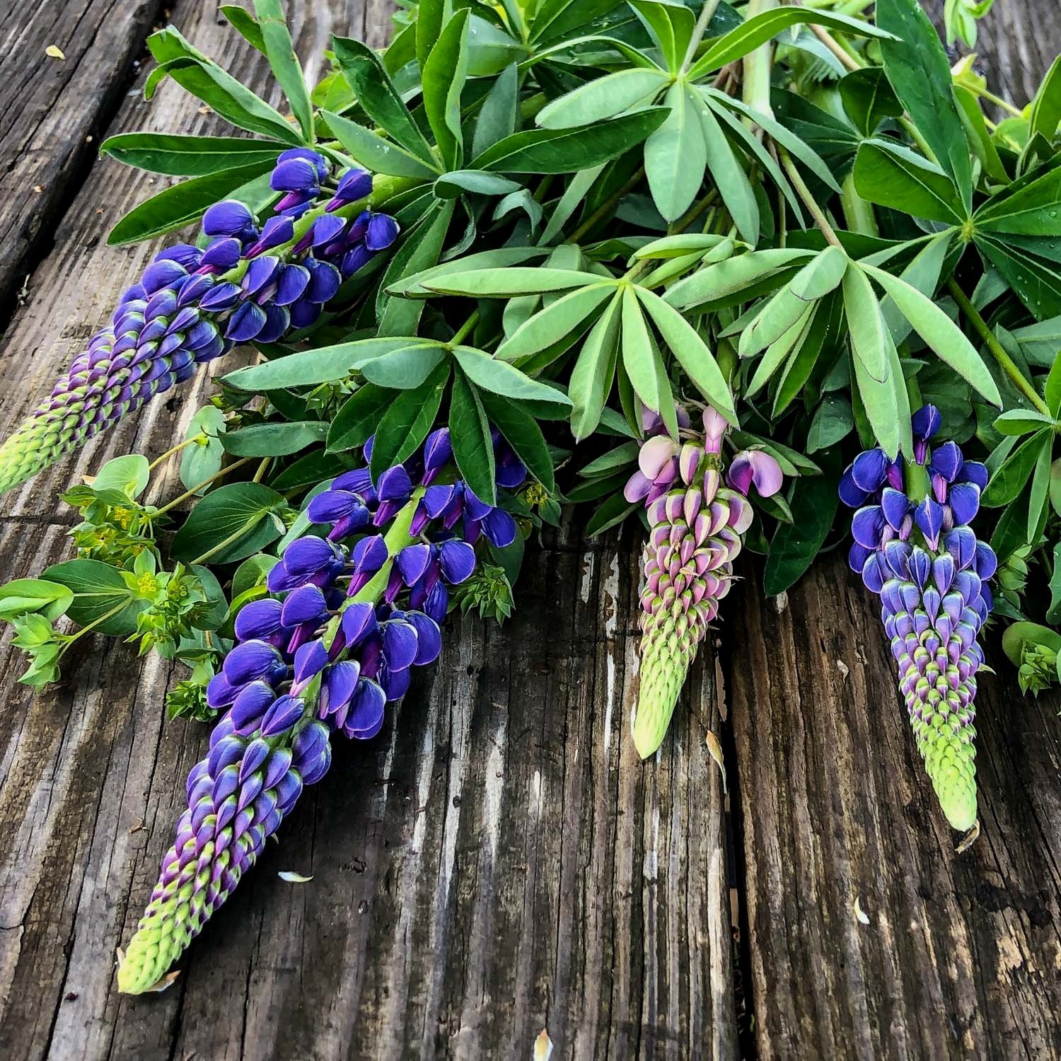 Fresh+Cut+Lupine+Flowers%2C+Organic+Flower+Farm%2C+Bloom%2C+Black+Mountain%2C+NC-1.jpg
