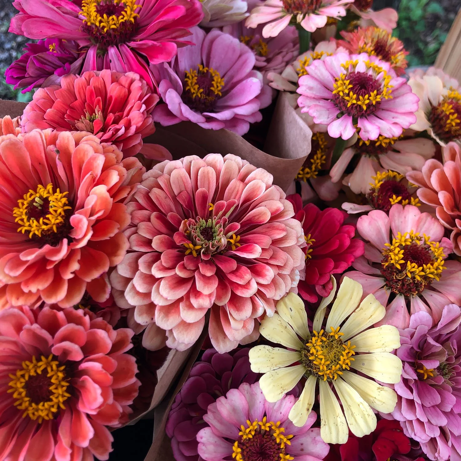 740 - Pink/White/Purple Mixed Zinnias