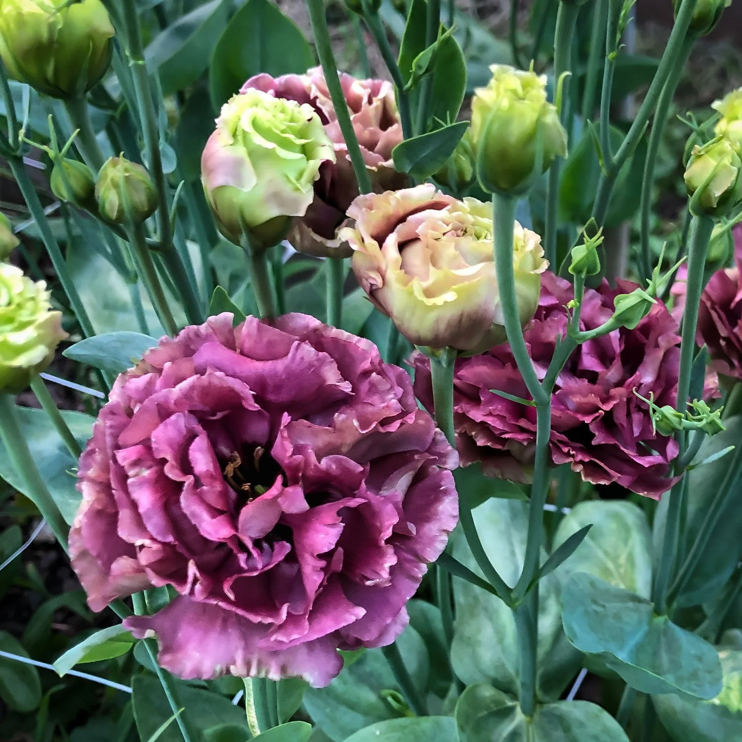 725 - Purple Lisianthus