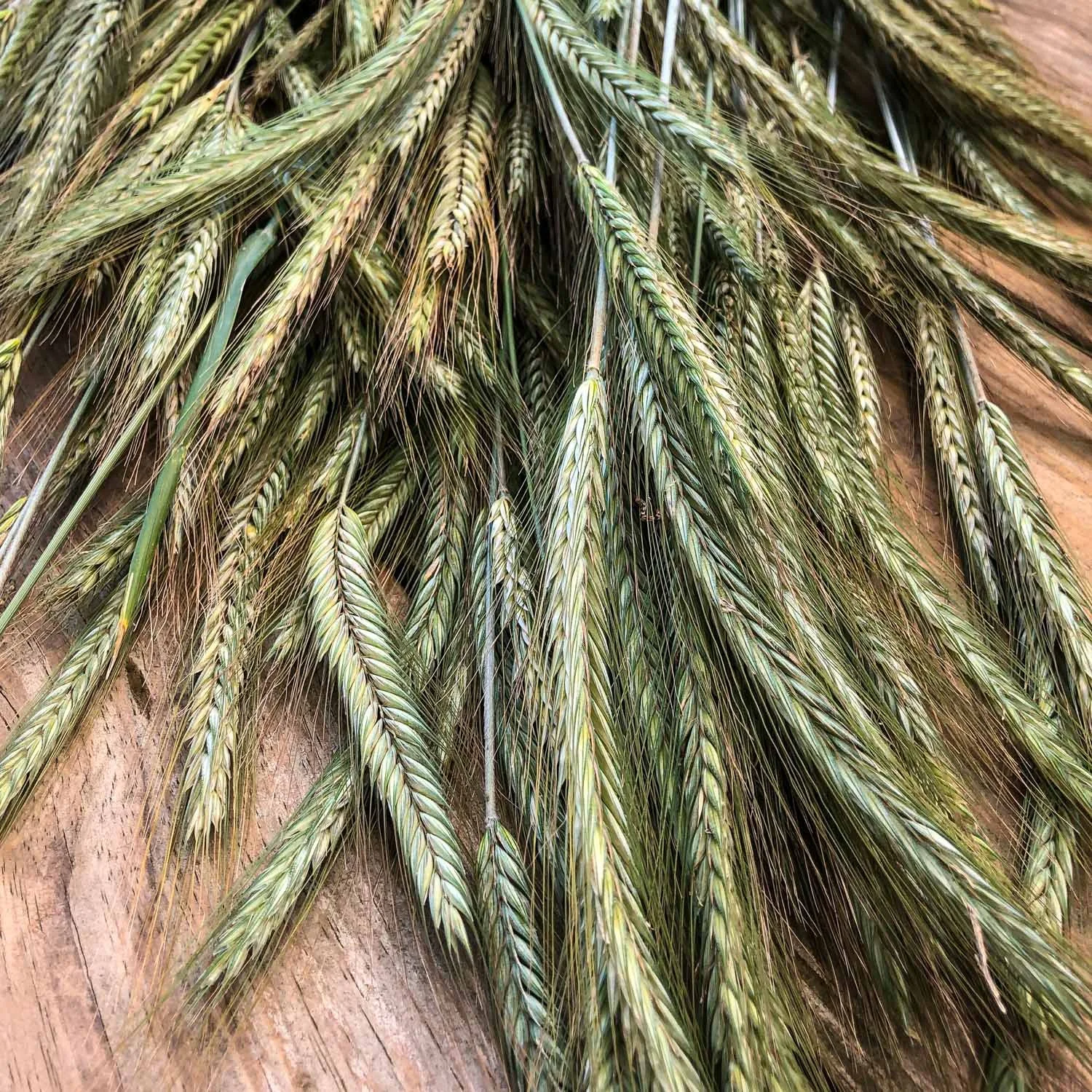 912 - Winter Wheat
