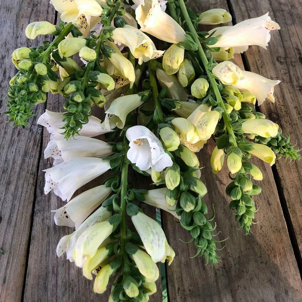 807 - White Foxglove
