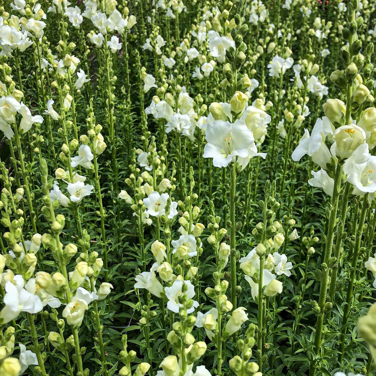 801 - White Snapdragon