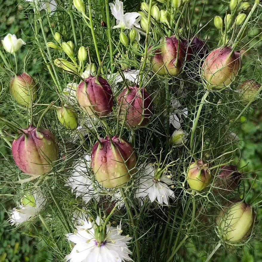 905 - Love in a Mist Pod