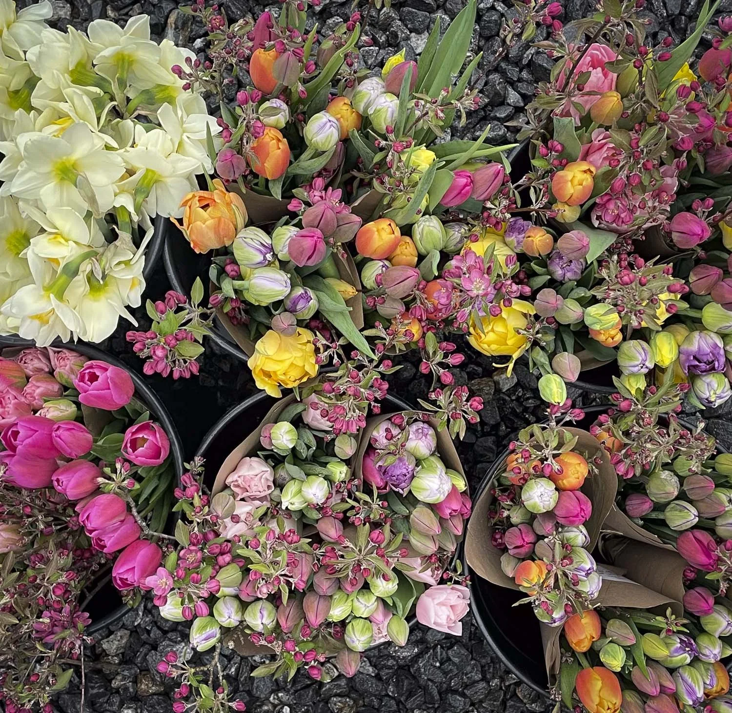 Fresh Cut Farm Tulips, Bloom WNC, Black Mountain NC-11.JPG (Copy) (Copy)