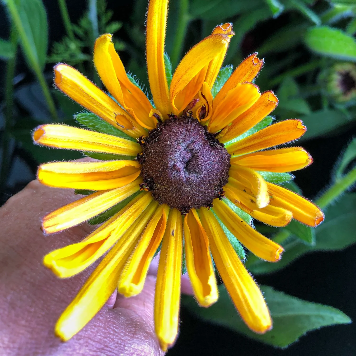 728 - Yellow Rudbekia