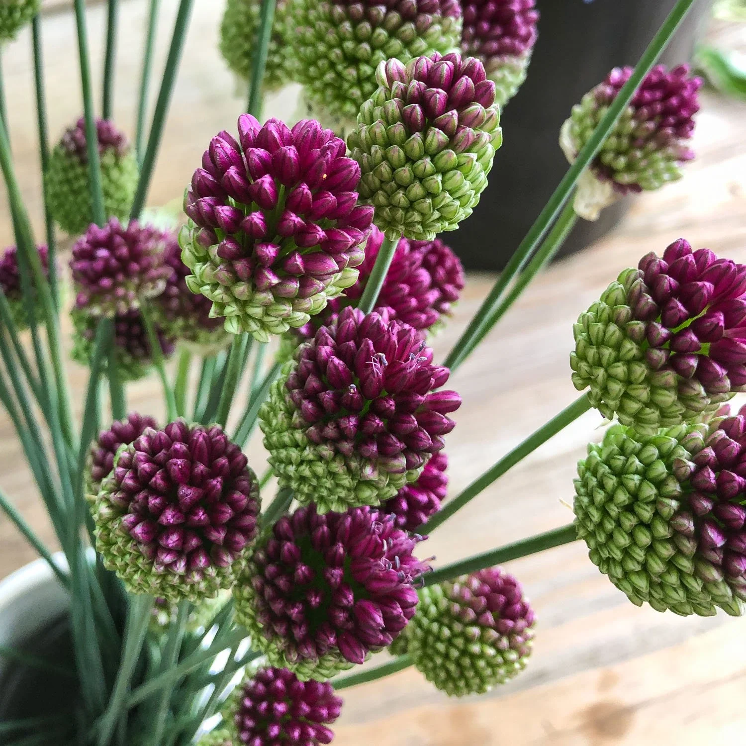 823 - Allium Drumsticks