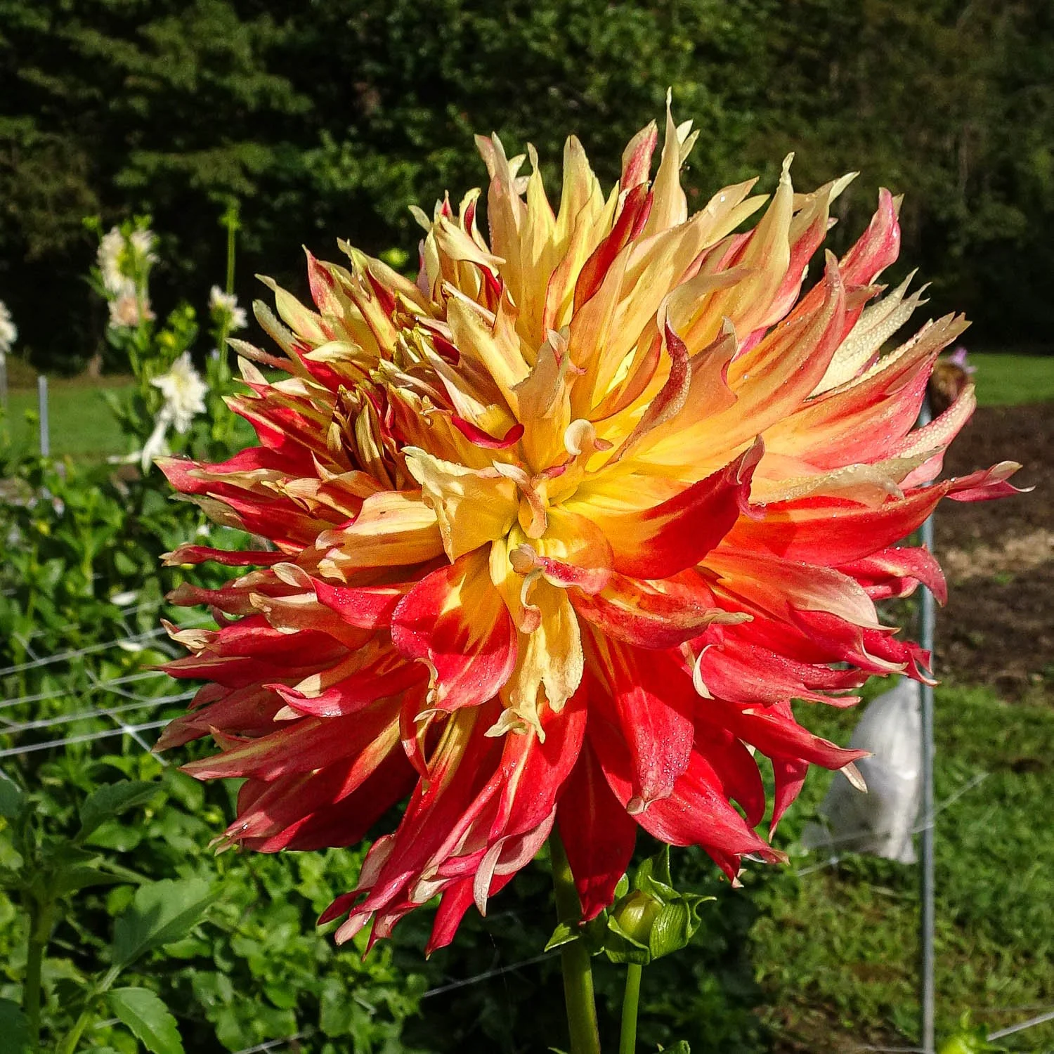 761 - Firework Dahlia