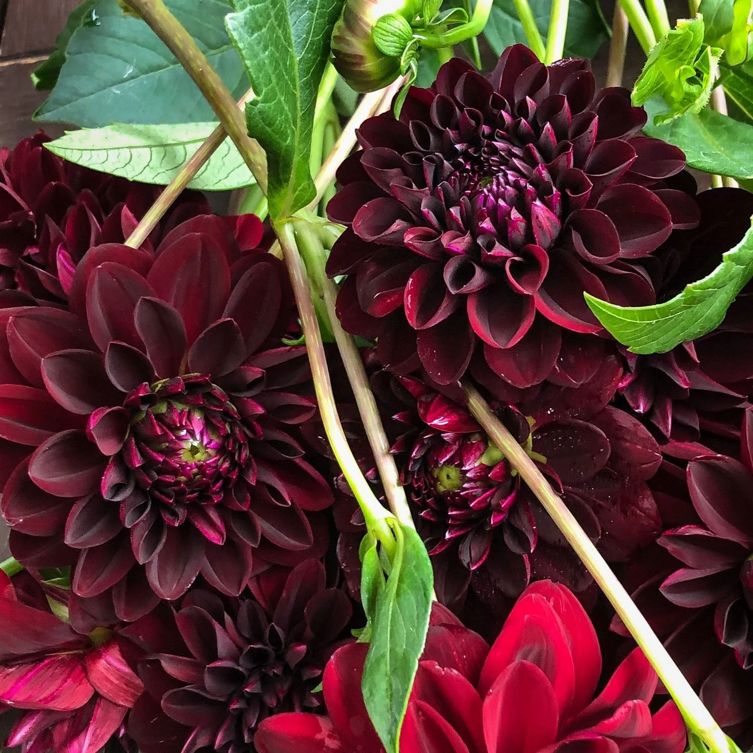 756 - Deep Burgundy Dahlias