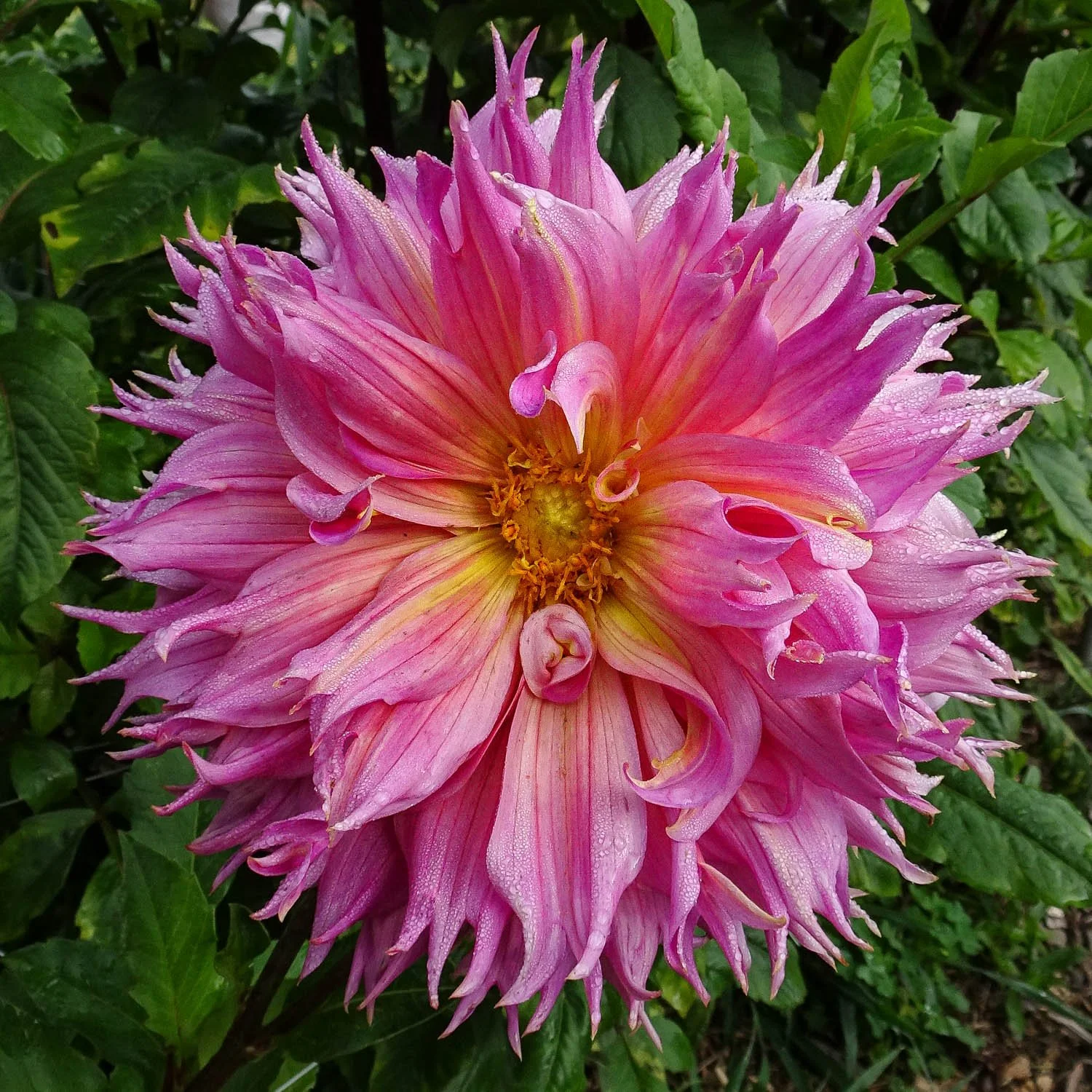 760 - Hot Pink Dahlia