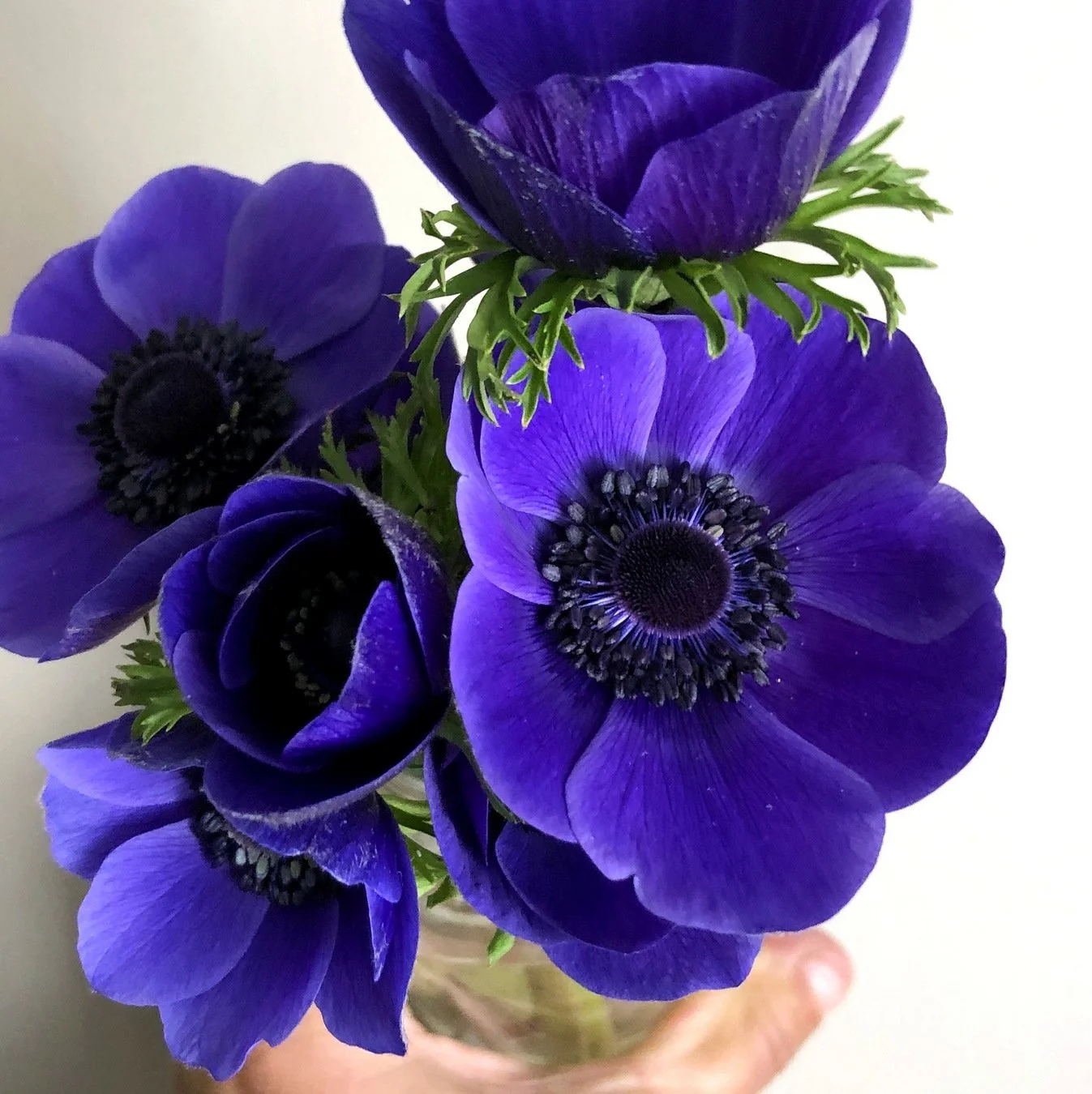 714 - Blue Anemone