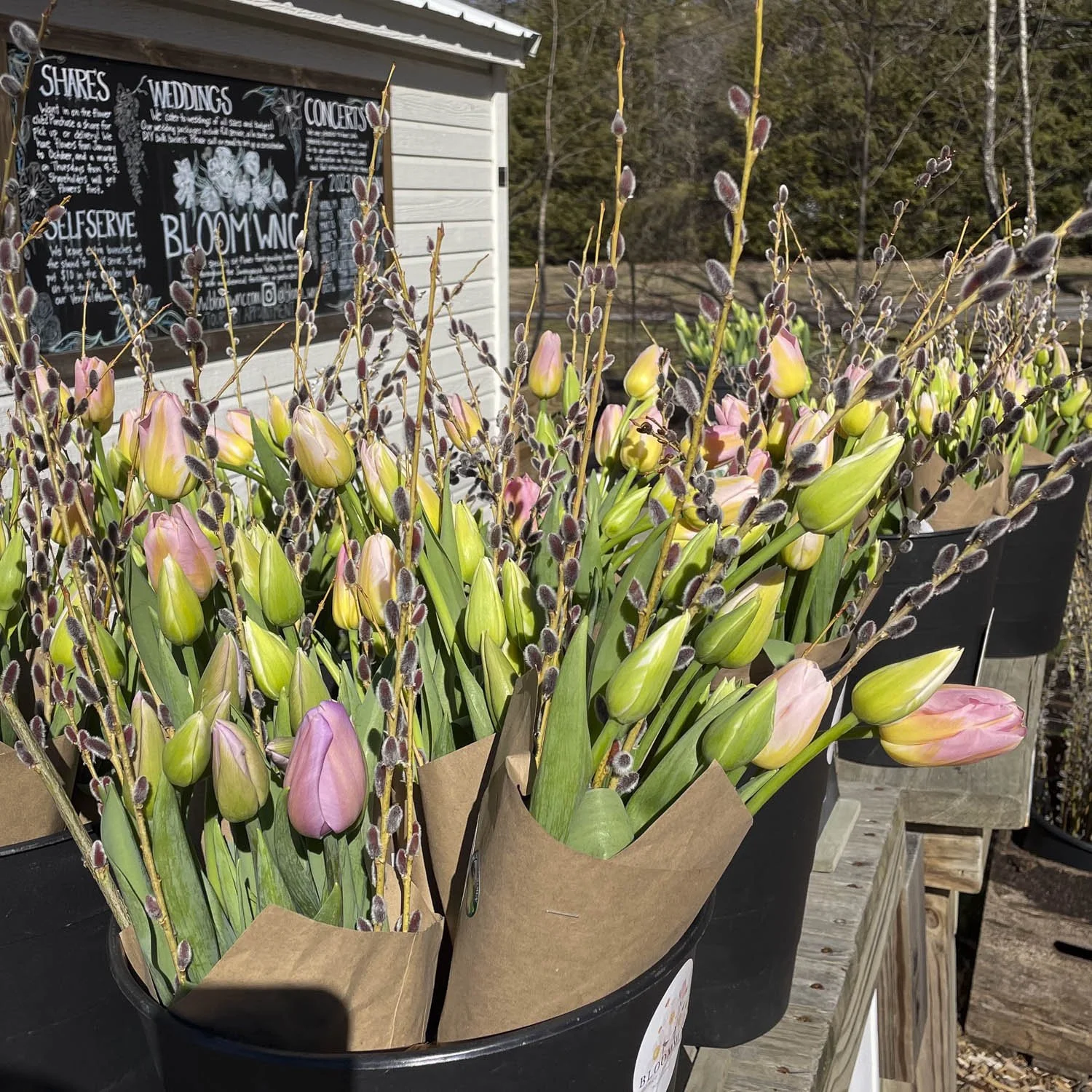 Fresh Cut Farm Tulips, Bloom WNC, Black Mountain NC-3.JPG (Copy) (Copy)