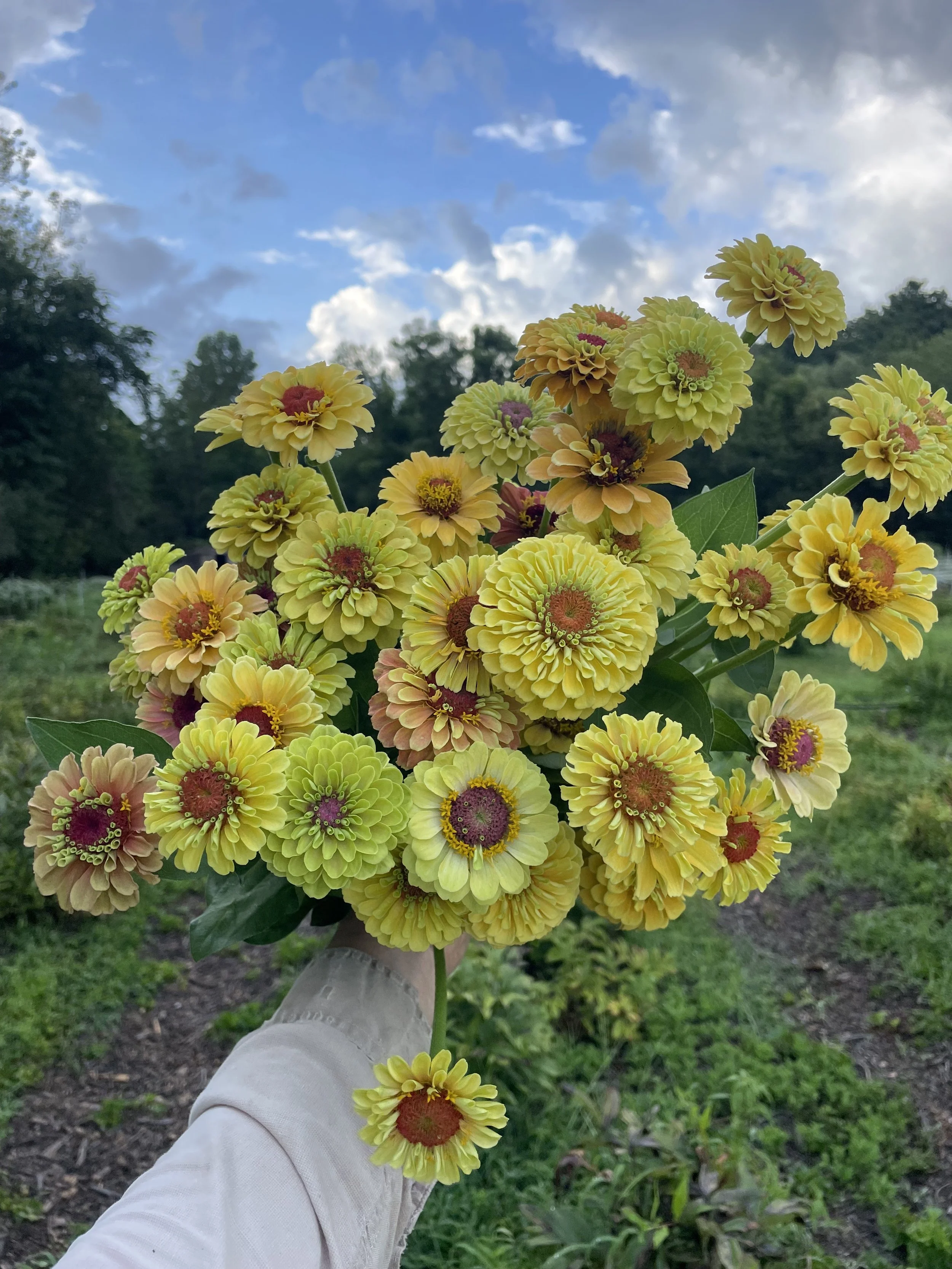 ZINNIA Cutting Garden Tray ~ 2026~Preorder Now!